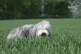 BEARDED COLLIE 105